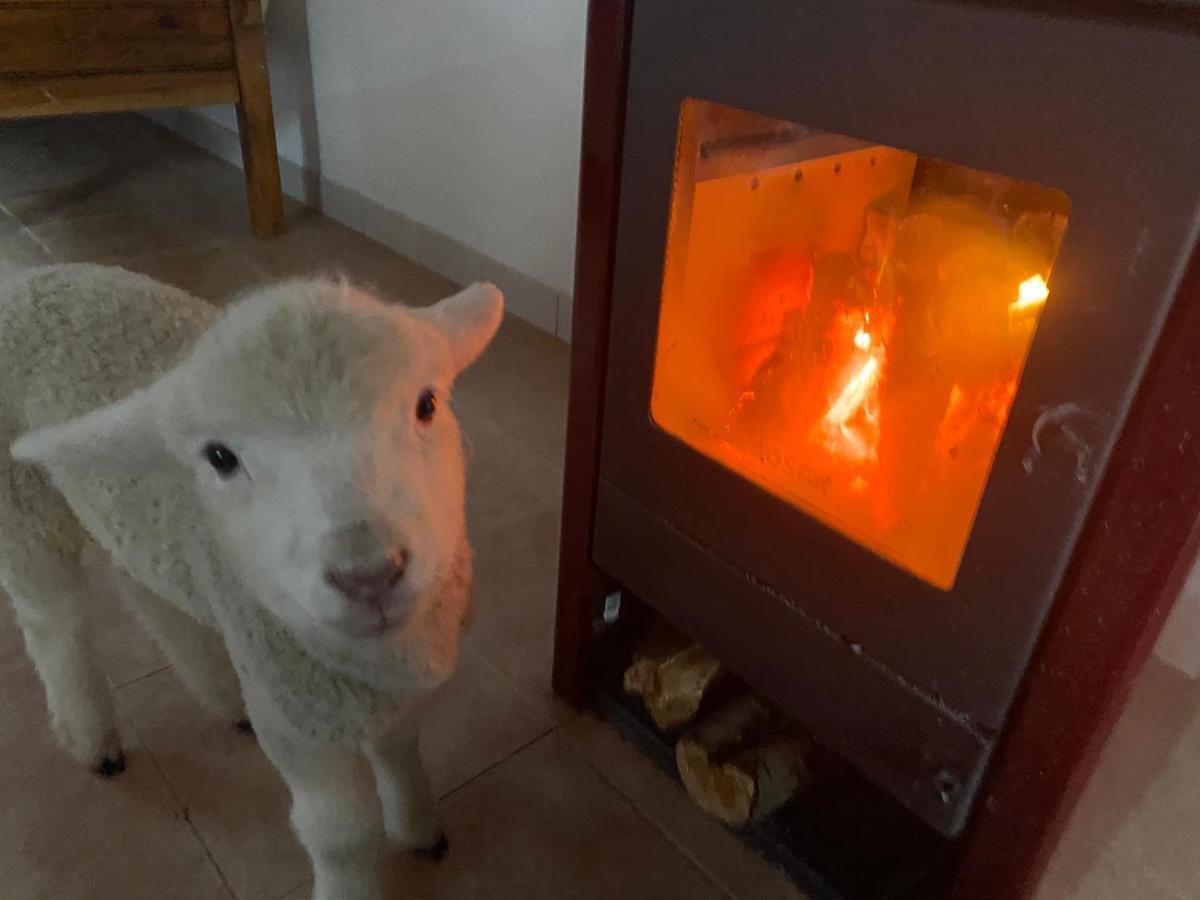 Estancia Bonanza Patagonian Lodge Experience 厄尔查尔坦 外观 照片